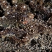 octopus_v_white_ta_hsb_r_h_0211_kom5198.jpg